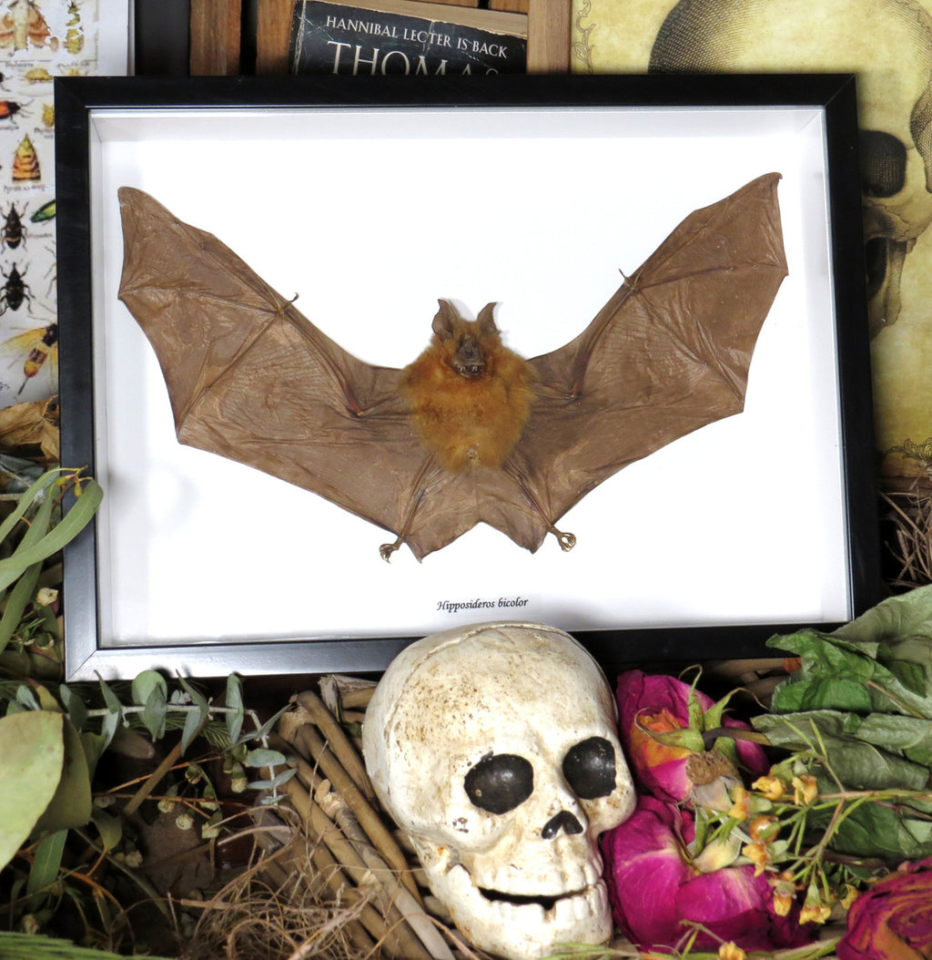 Hipposideros bicolor 