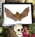 Hipposideros bicolor 