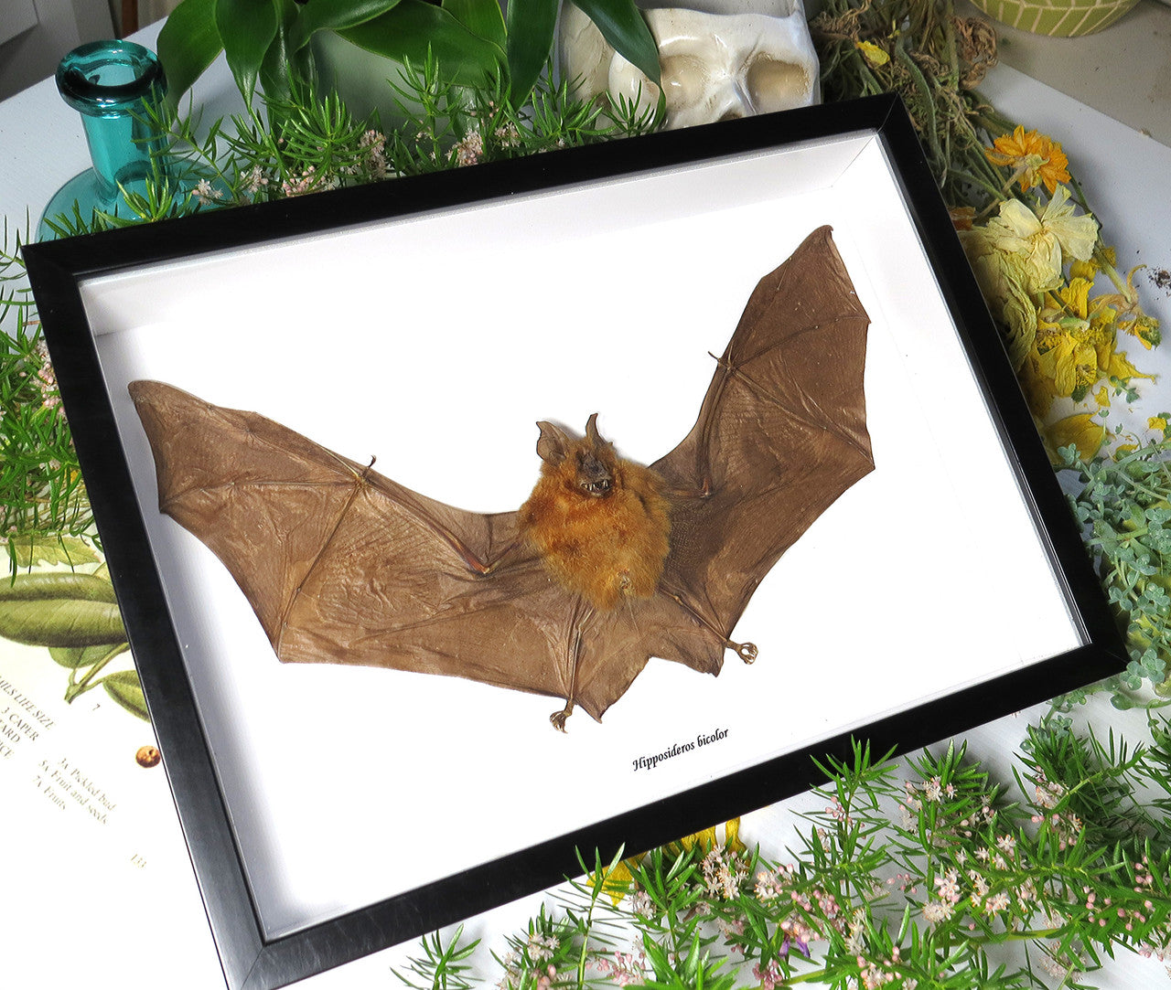 Hipposideros bicolor 