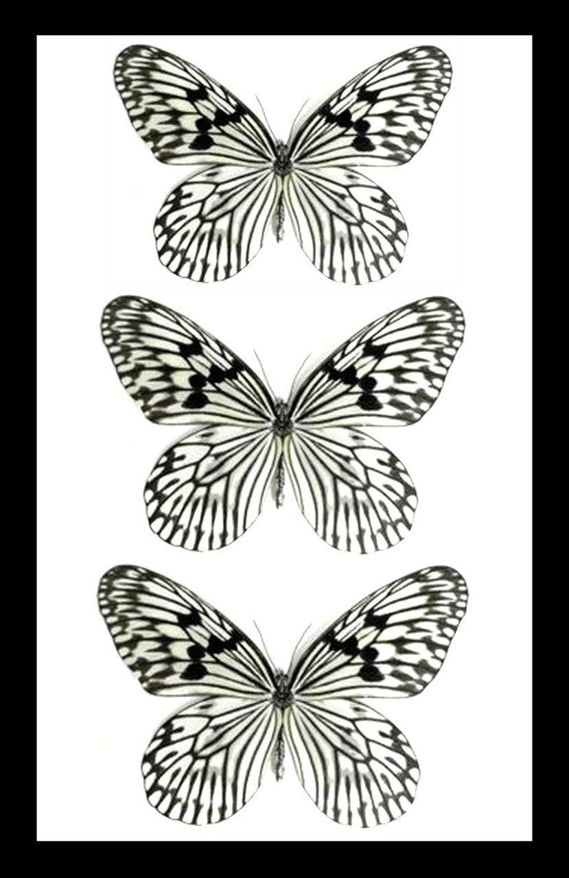 Real butterfly collection black and white Bits & Bugs