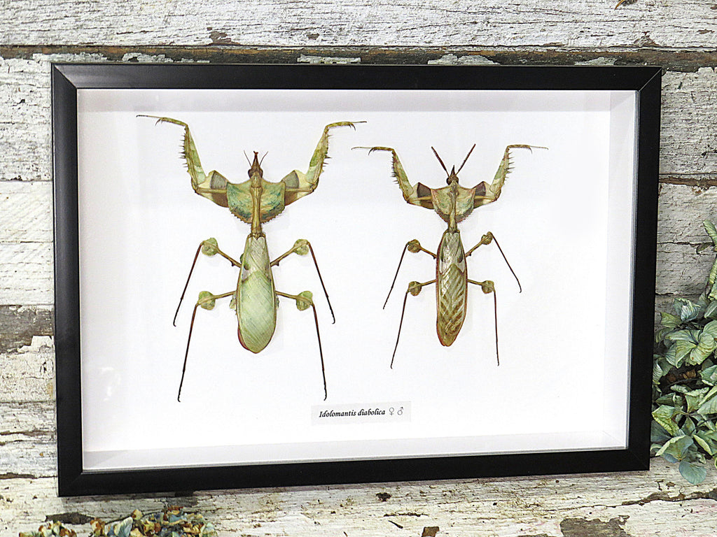 Idolomantis diabolica Devils Mantis Male + Female
