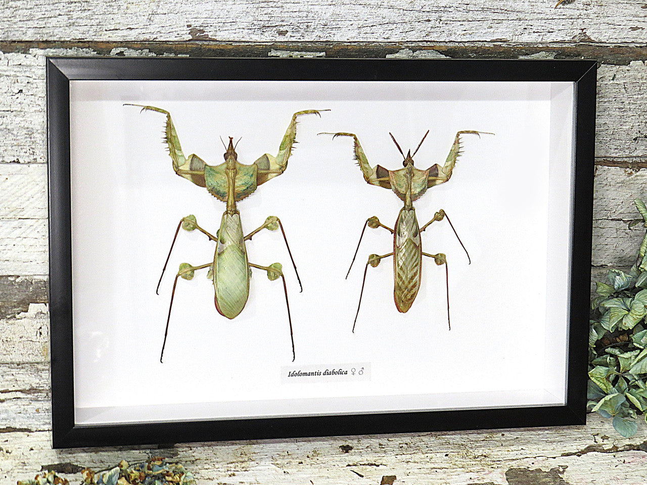 Idolomantis diabolica Devils Mantis Male + Female
