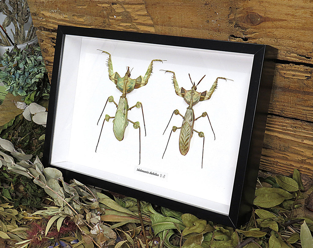 Idolomantis diabolica Devils Mantis Male + Female