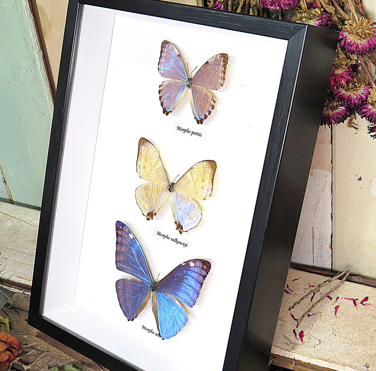  Morpho sulkowsky,Morpho portis, Morpho adonis