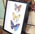  Morpho sulkowsky,Morpho portis, Morpho adonis