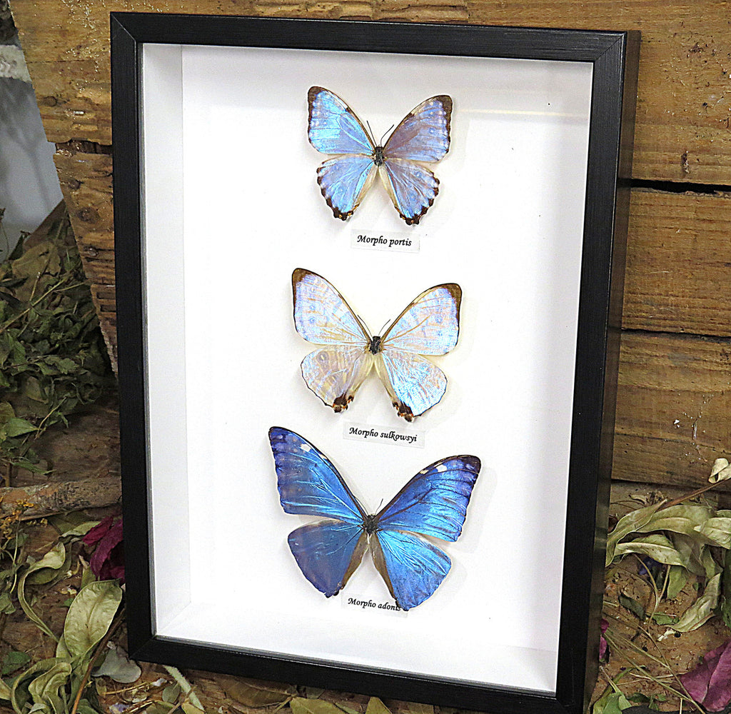  Morpho sulkowsky,Morpho portis, Morpho adonis