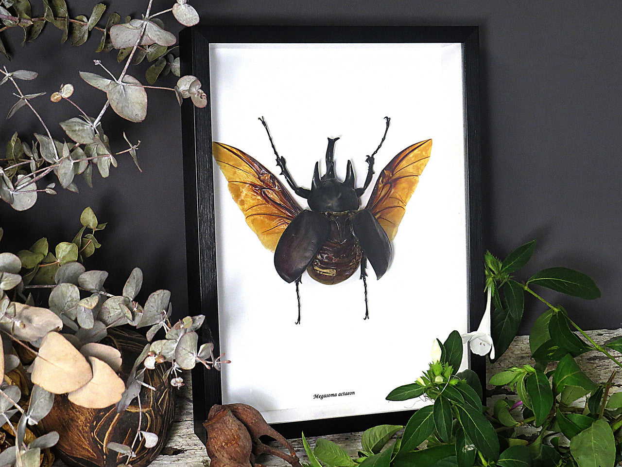 Megasoma actaeon