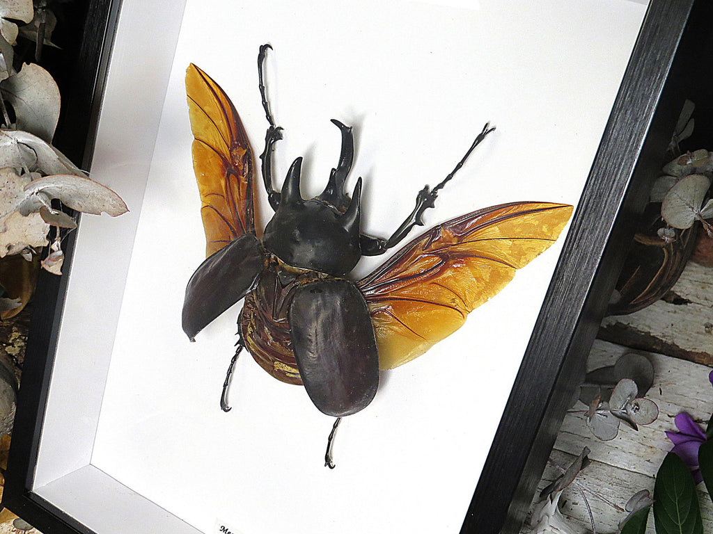 Megasoma actaeon