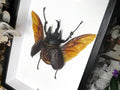 Megasoma actaeon