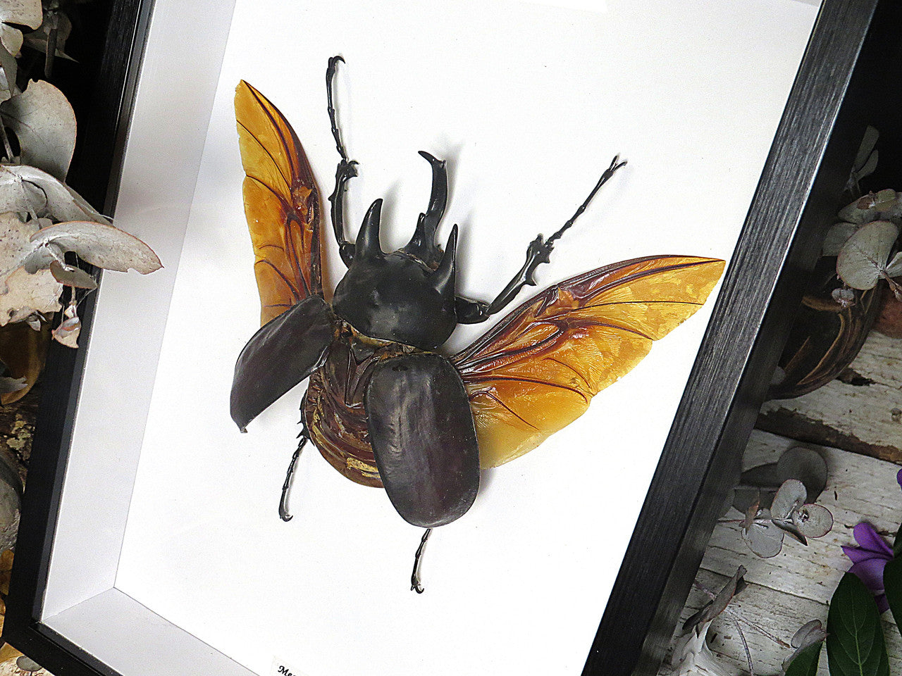 Megasoma actaeon