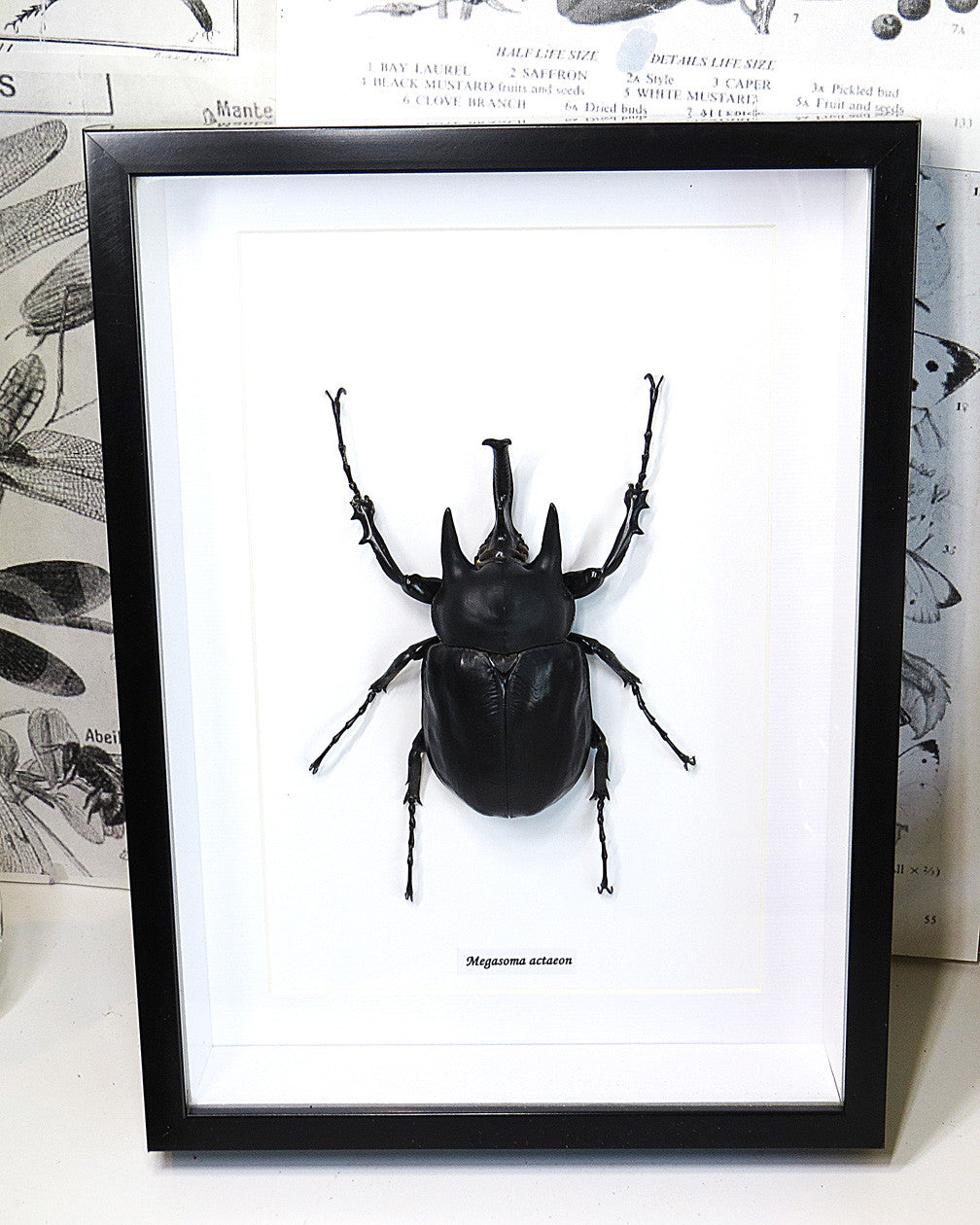 Megasoma actaeon 