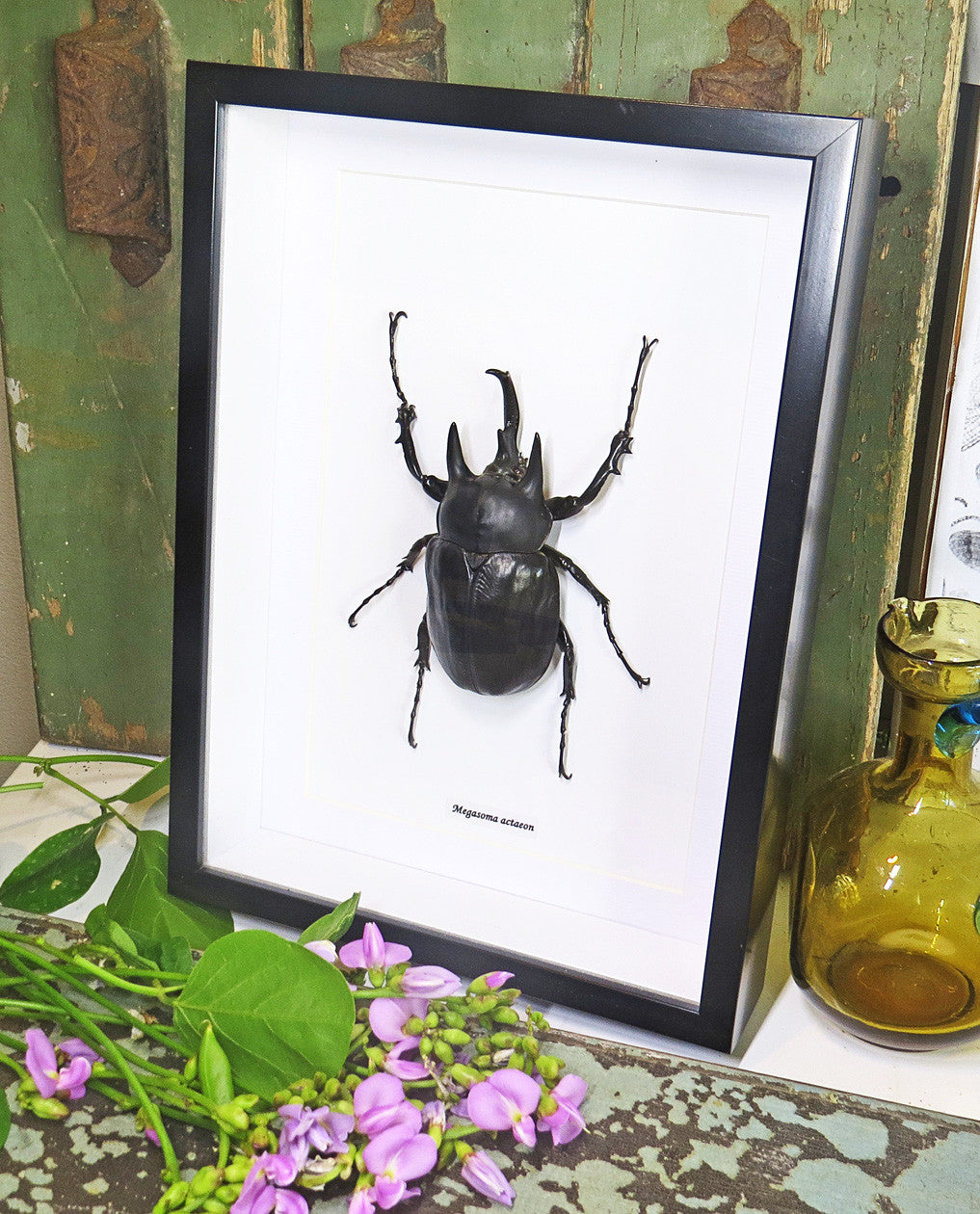 Megasoma actaeon 