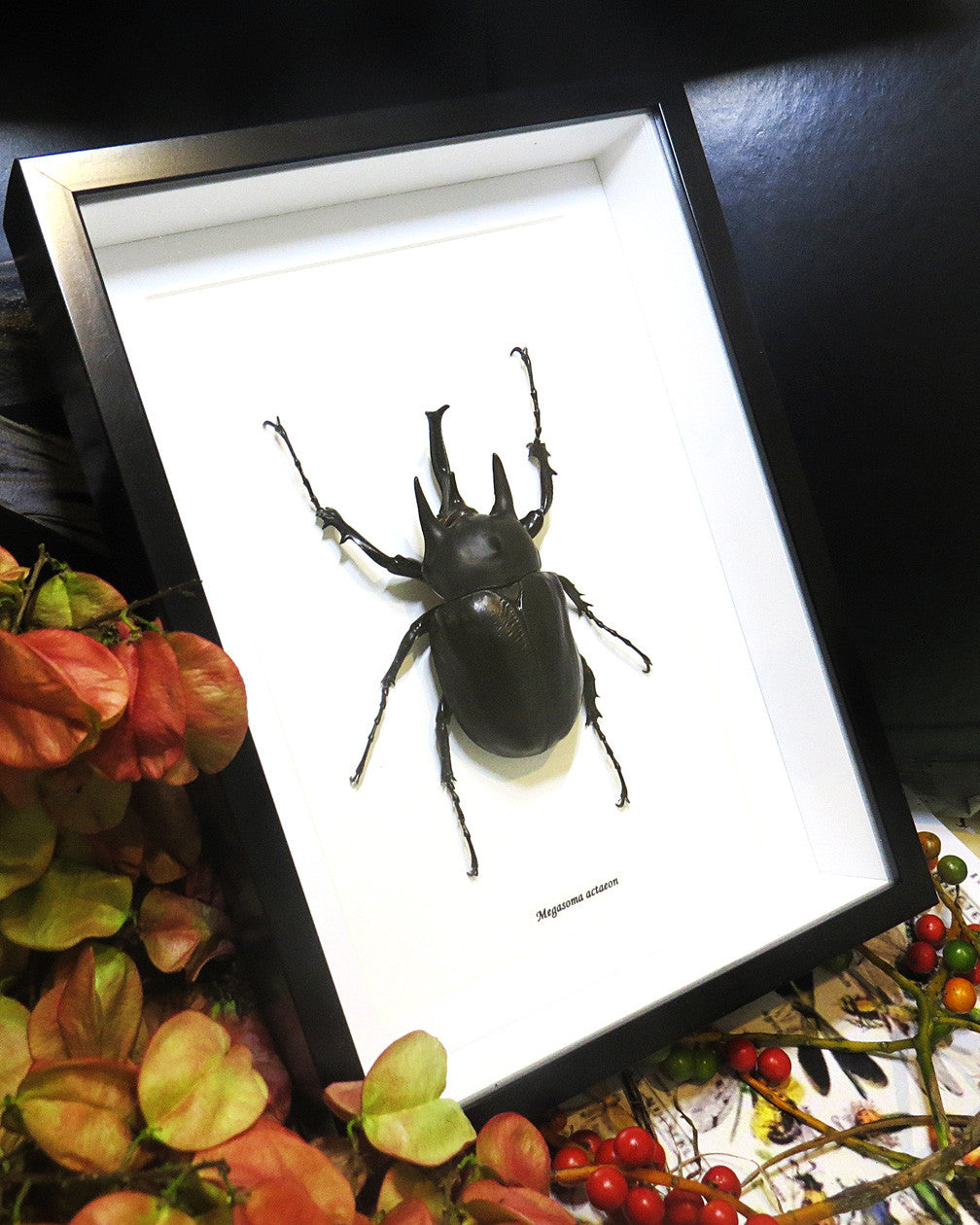 Megasoma actaeon 