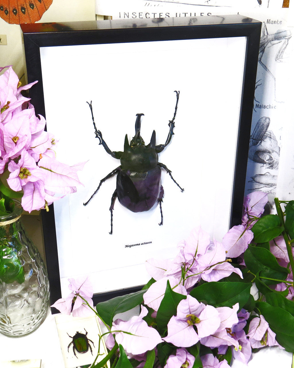 Megasoma actaeon 