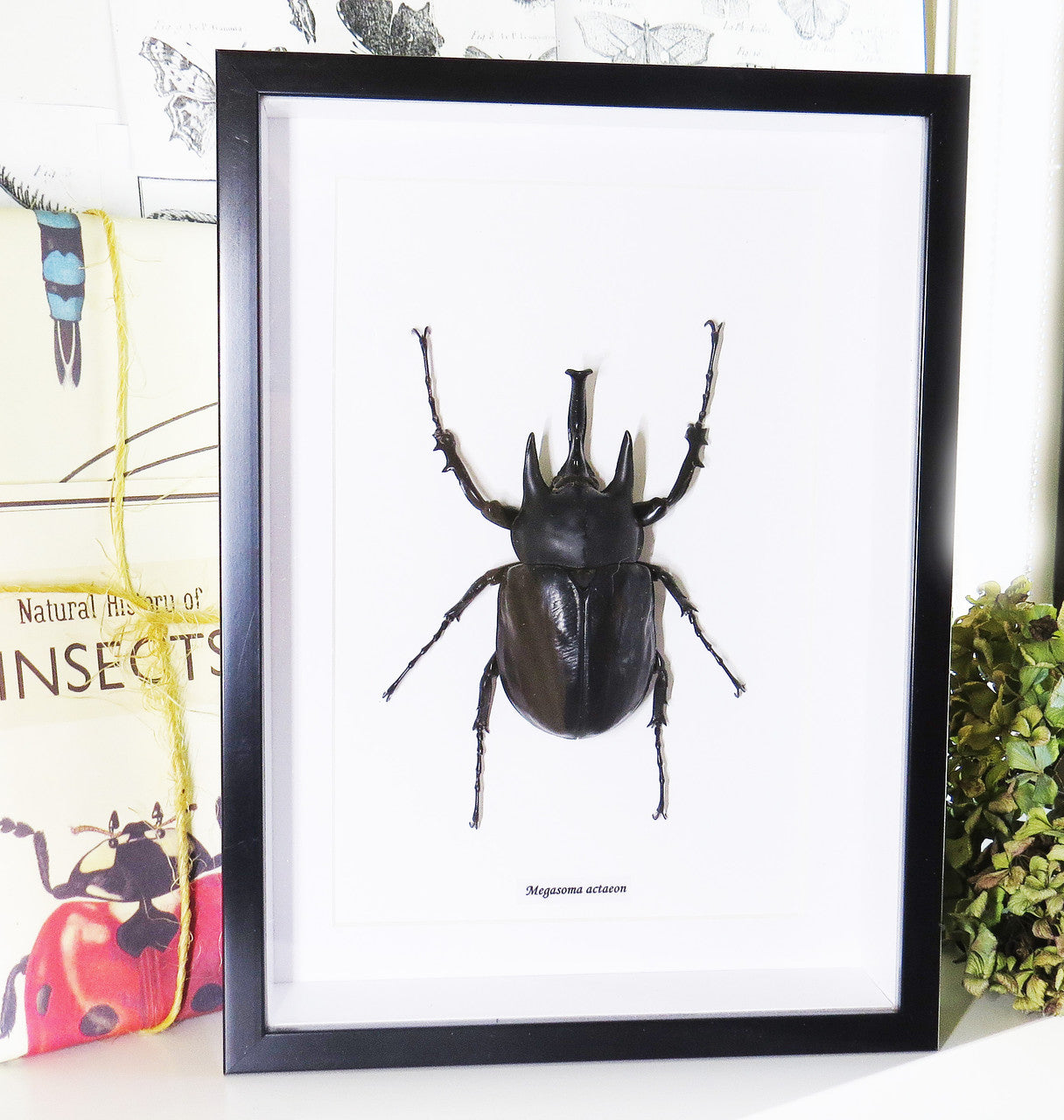 Megasoma actaeon 