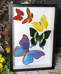 Butterfly 5