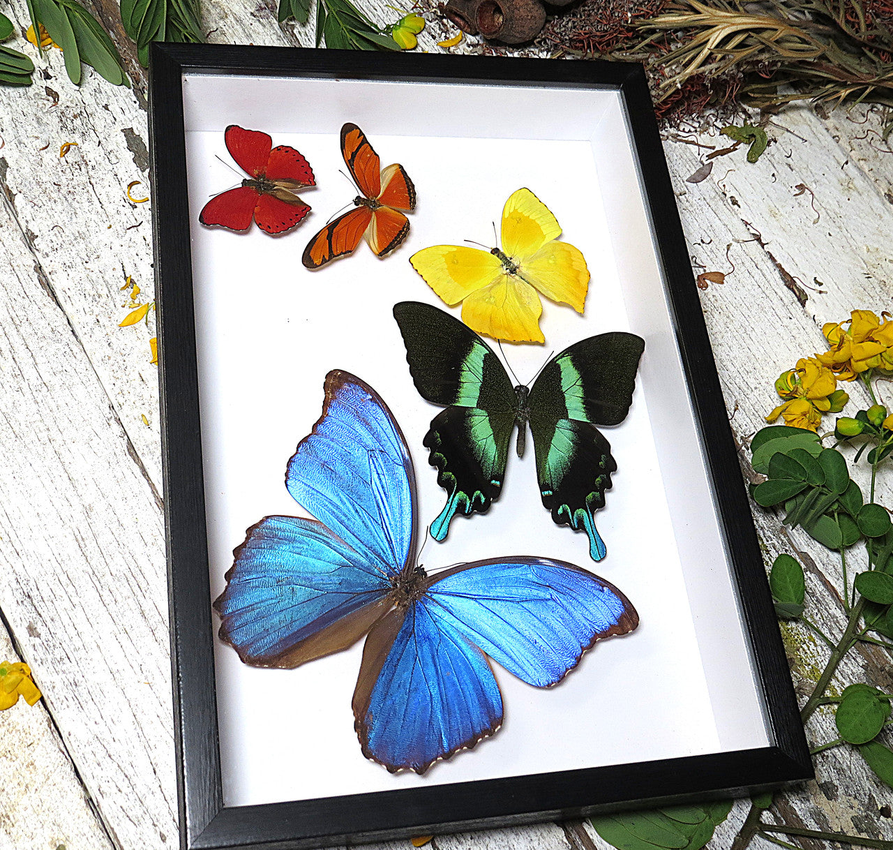 Butterfly 5