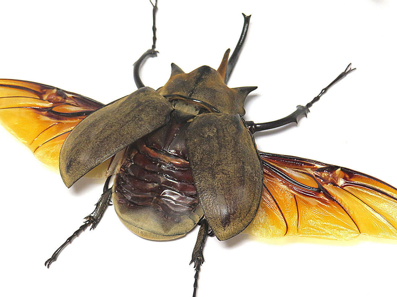 Megasoma elephas