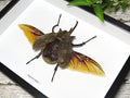 Megasoma elephas