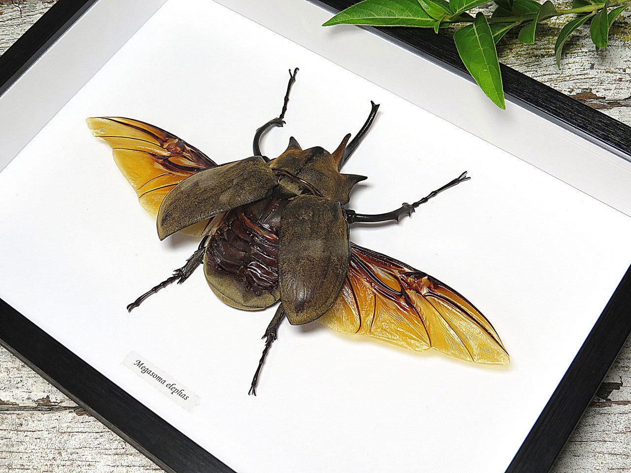 Megasoma elephas