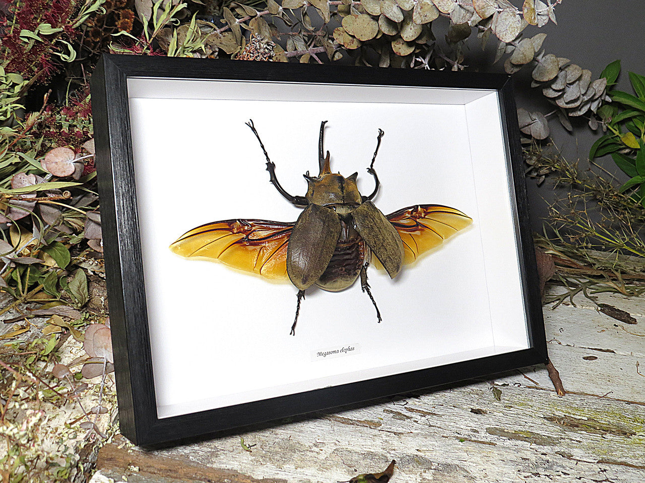 Megasoma elephas