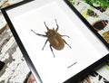 Megasoma elephas 