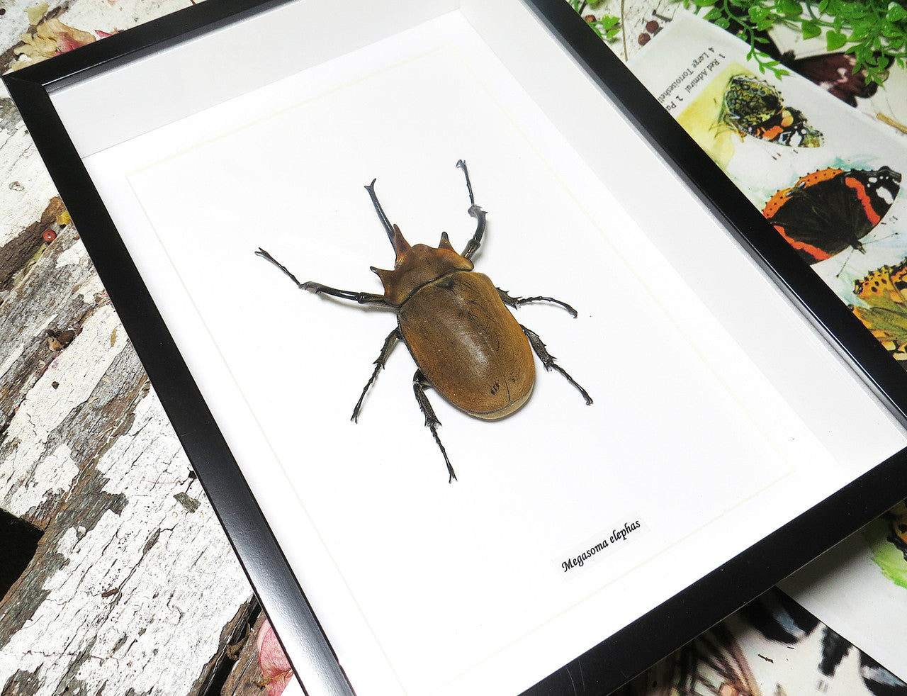 Megasoma elephas 