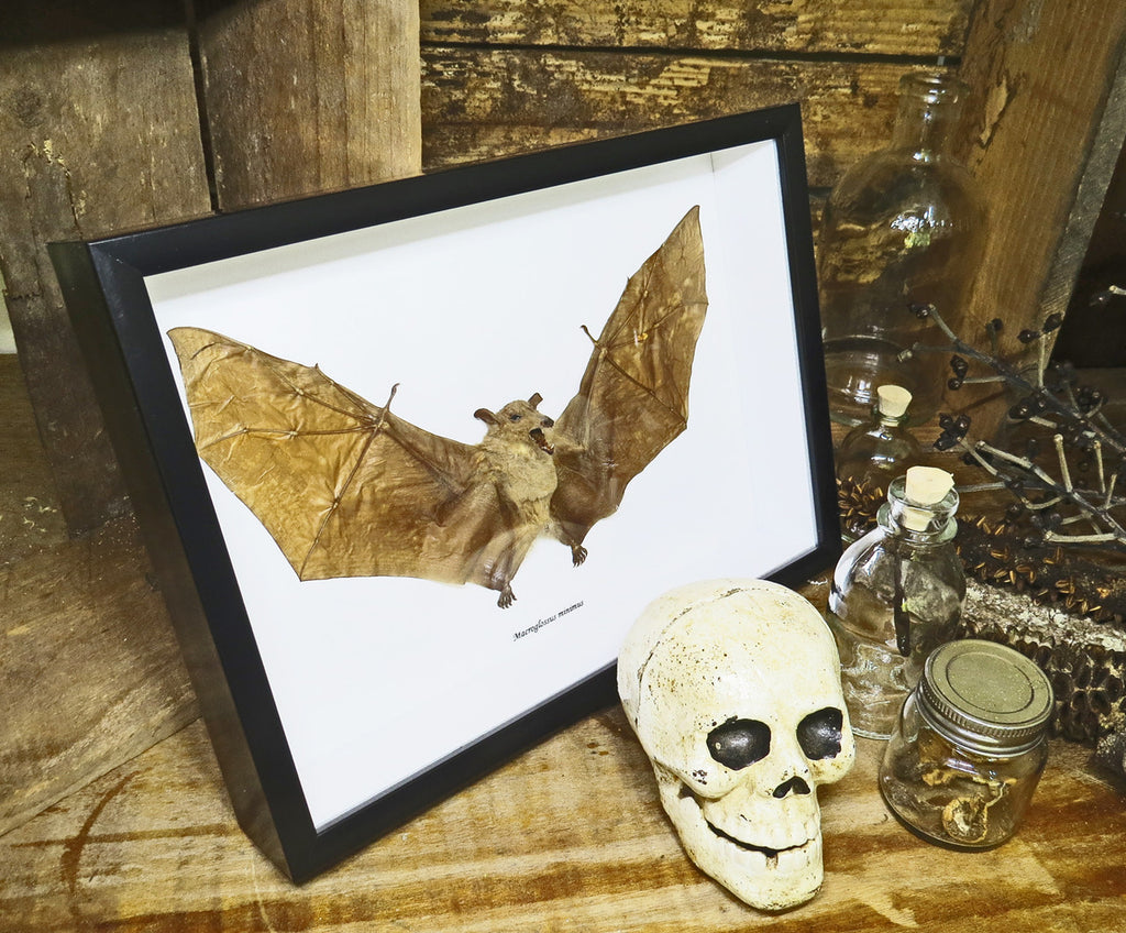 Macroglossus minimus bat 
