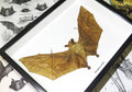 Macroglossus minimus bat 