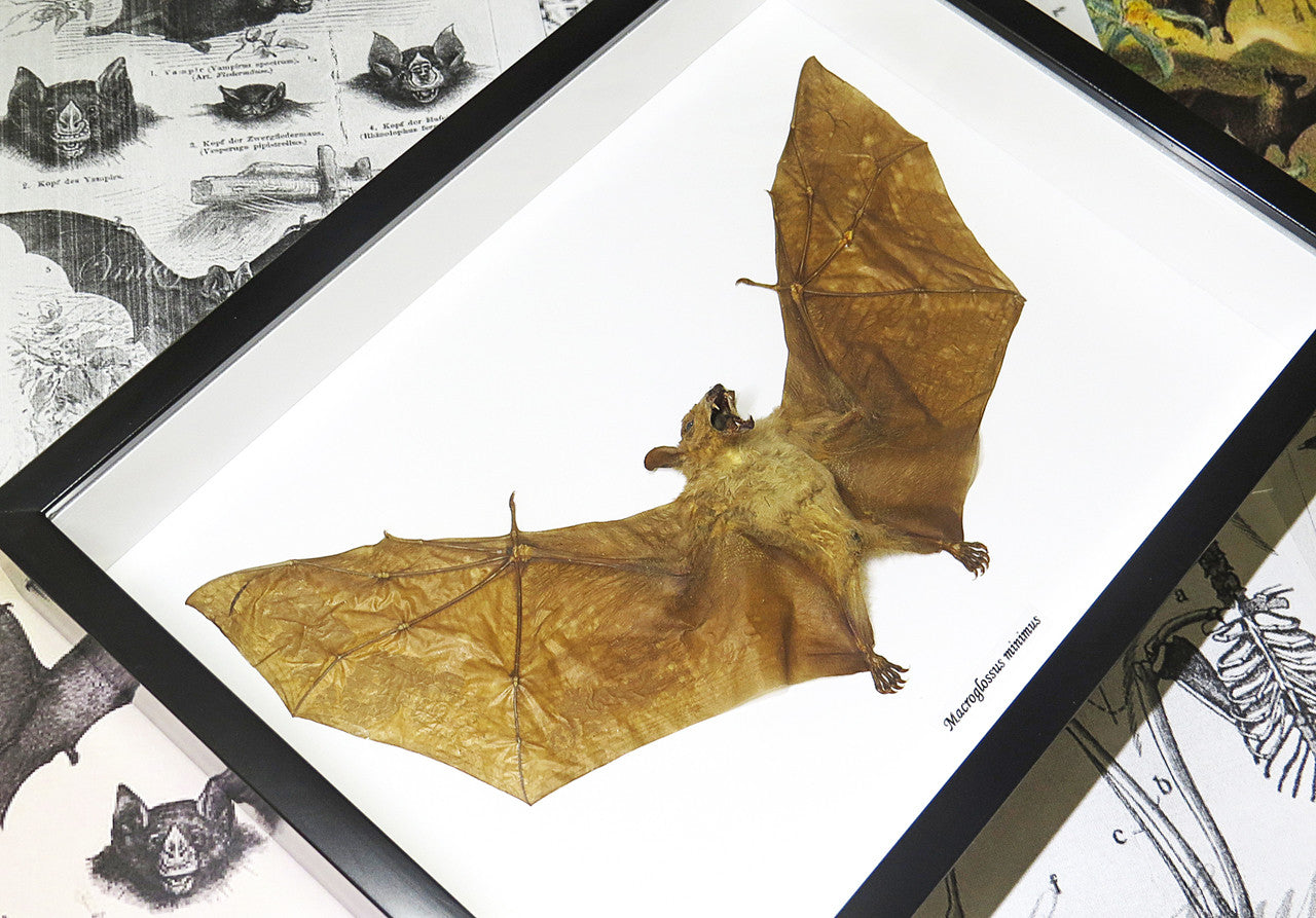 Macroglossus minimus bat 