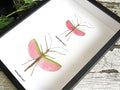 Marmessoidea rosea