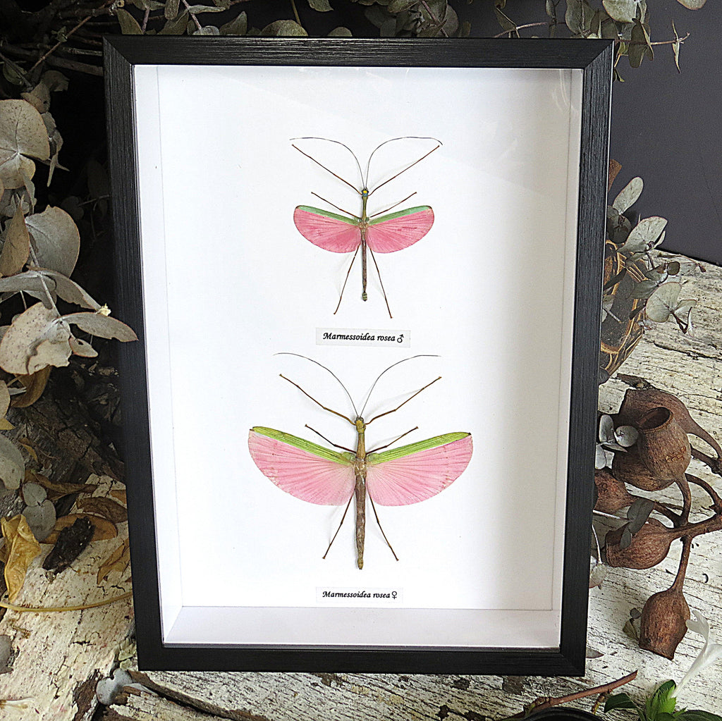 Marmessoidea rosea