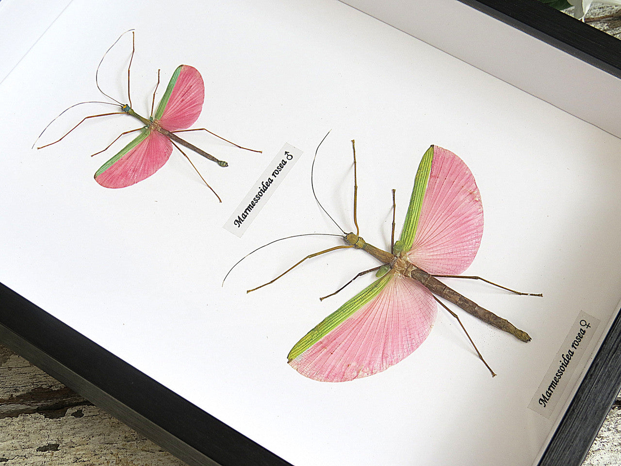 Marmessoidea rosea