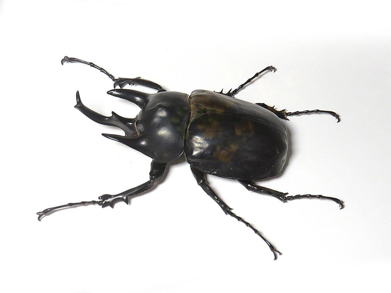 Megasoma rex