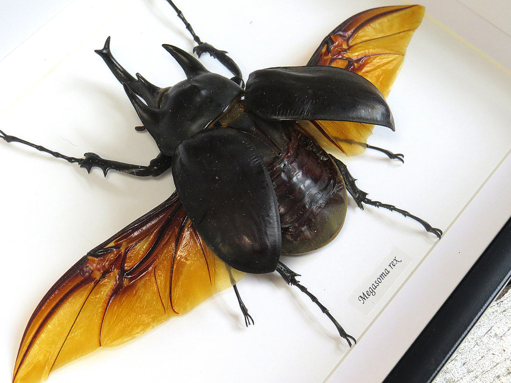  Megasoma rex 