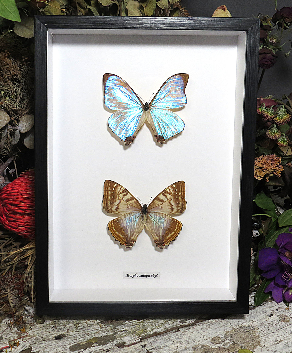 Morpho sulkowskyi male female