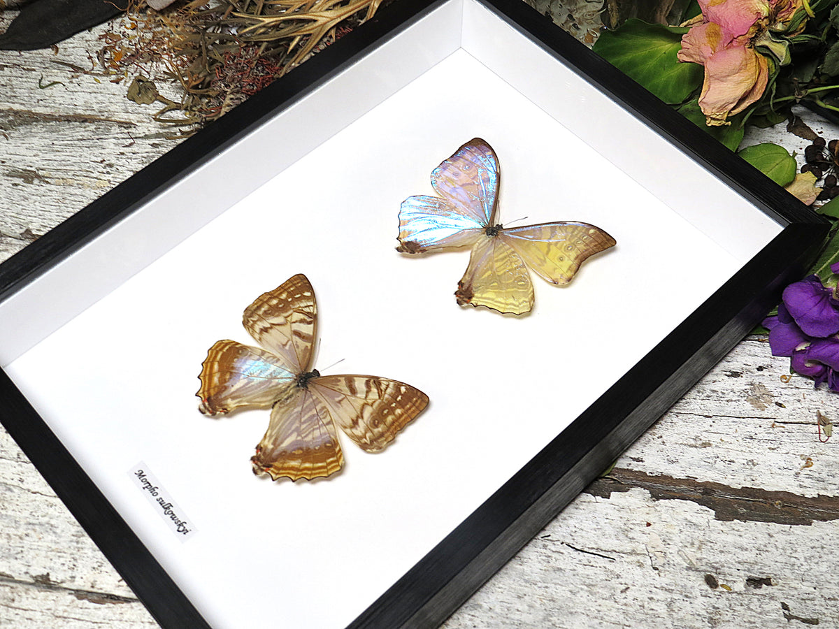 Morpho sulkowskyi male female