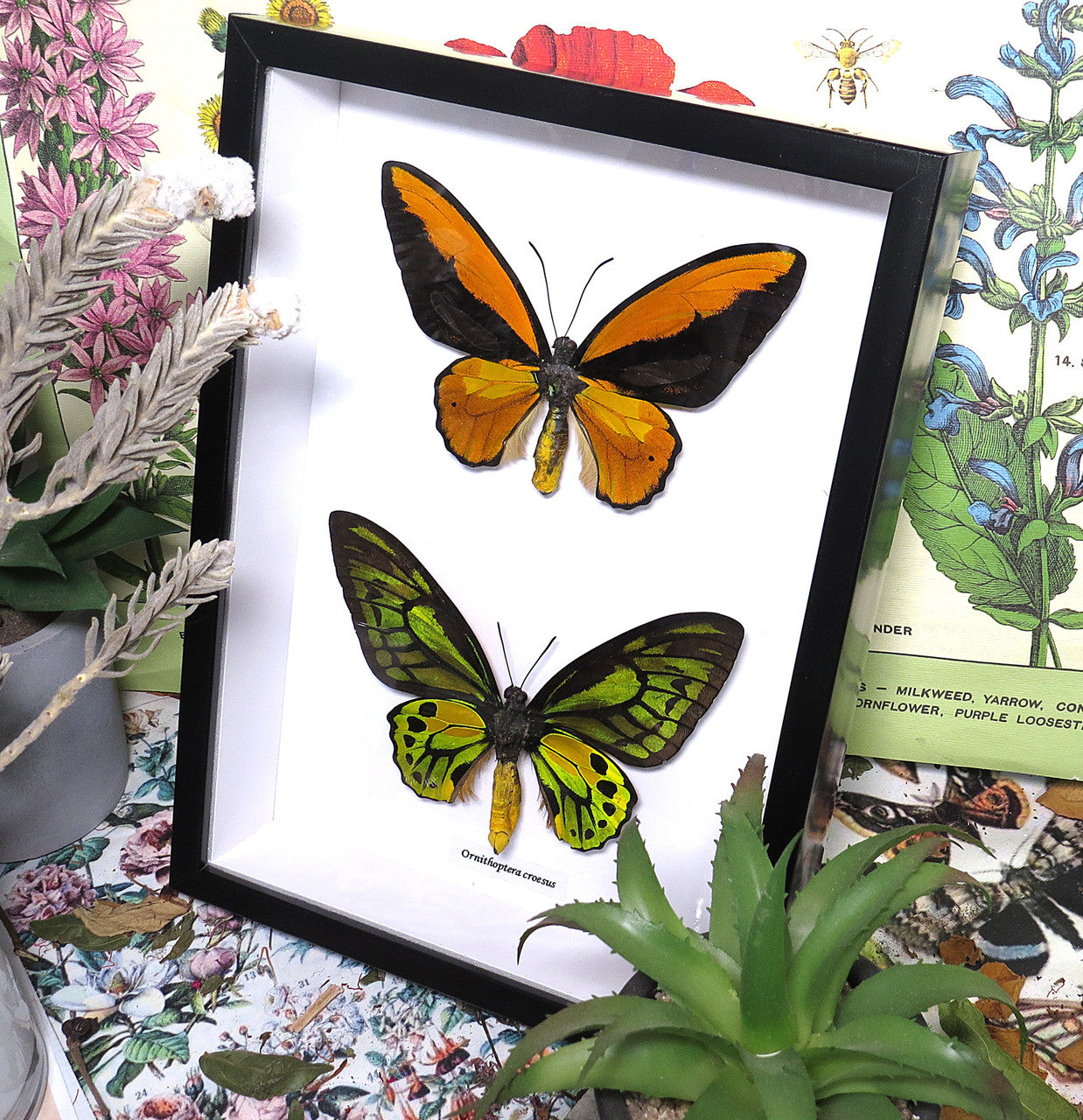 Ornithoptera croesus ventral and dorsal
