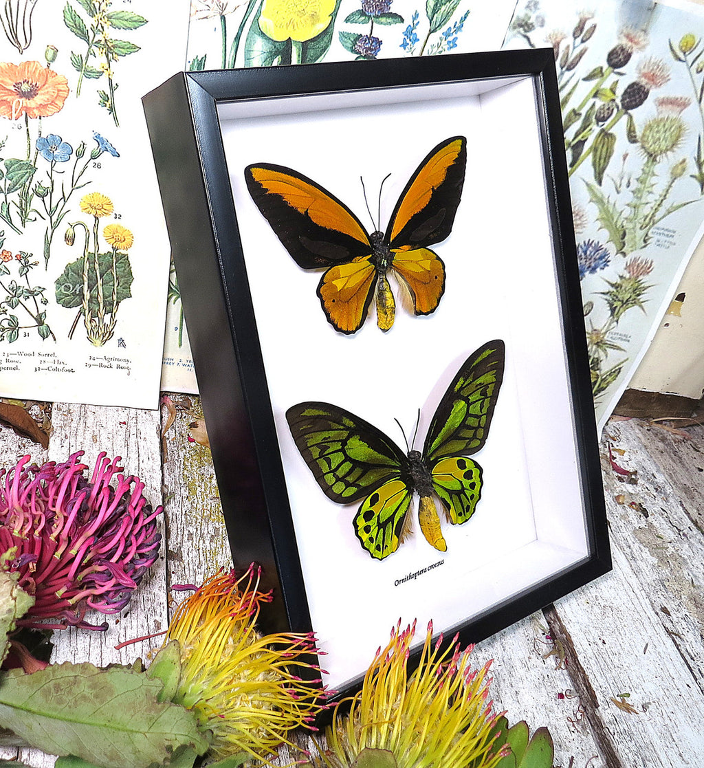 Ornithoptera croesus ventral and dorsal