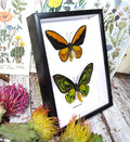 Ornithoptera croesus ventral and dorsal