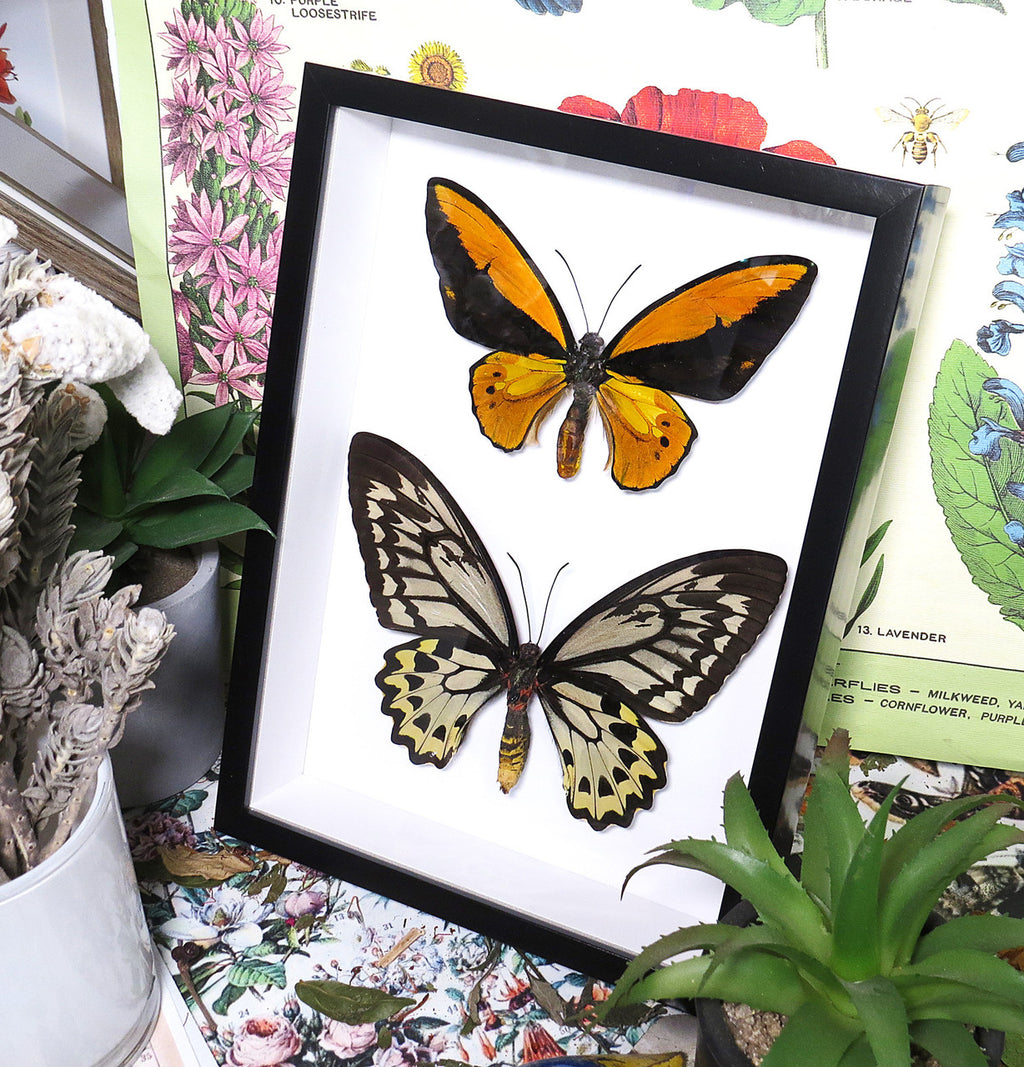 Ornithoptera croesus