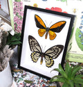 Ornithoptera croesus