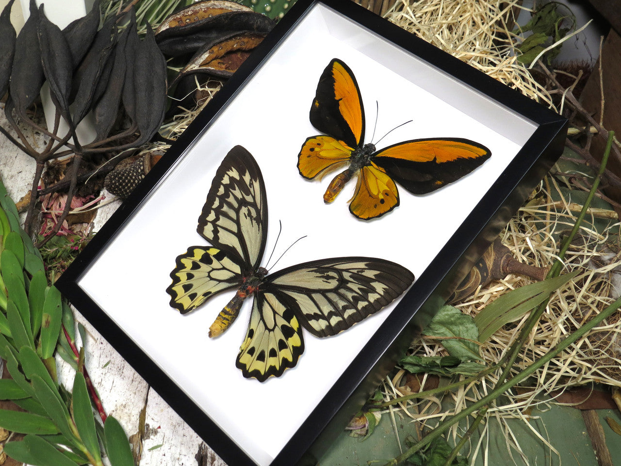 Ornithoptera croesus