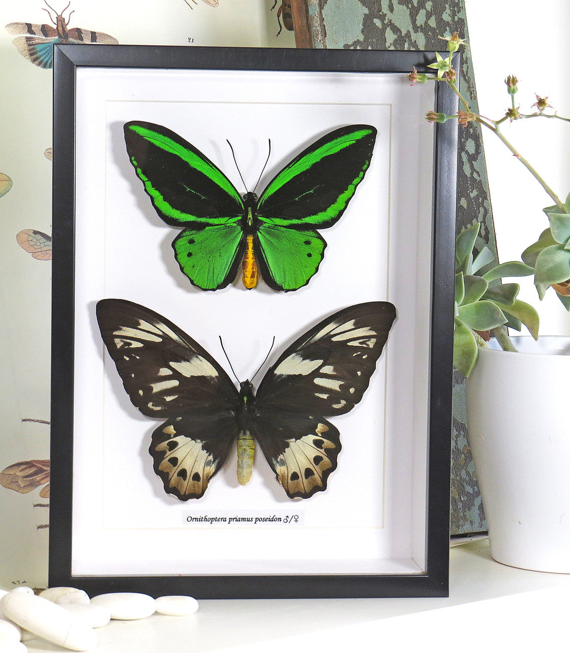 Ornithoptera priamus poseidon