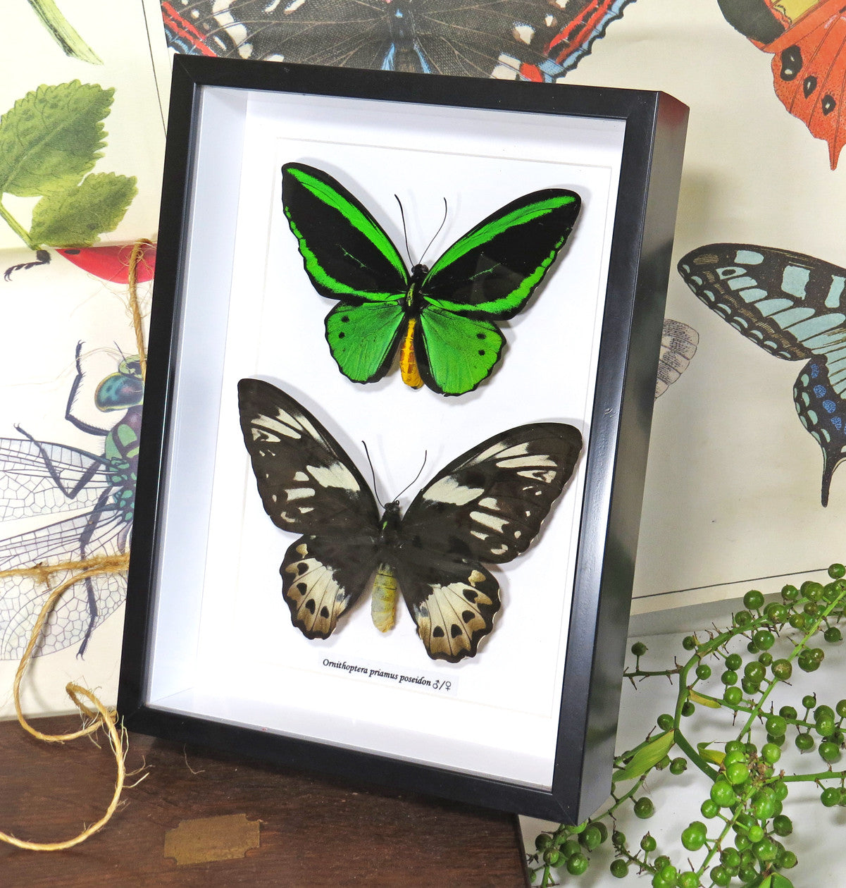 Ornithoptera priamus poseidon