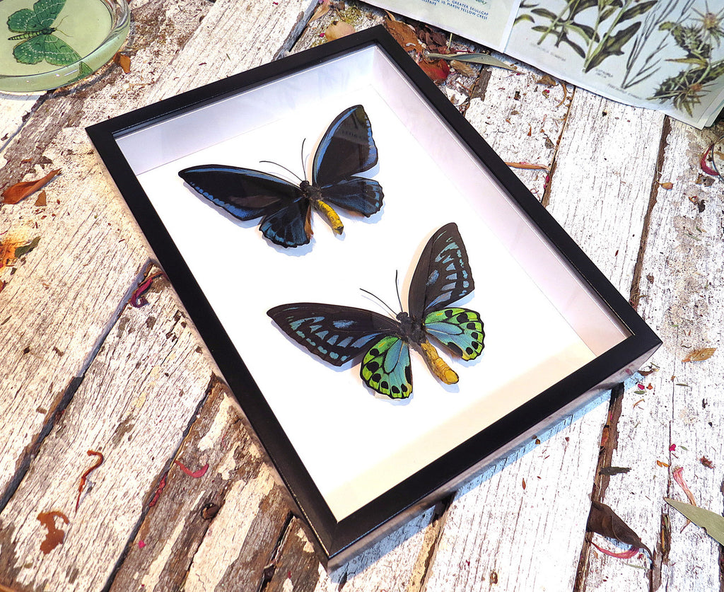 Ornithoptera priamus urvillianus