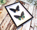 Ornithoptera priamus urvillianus