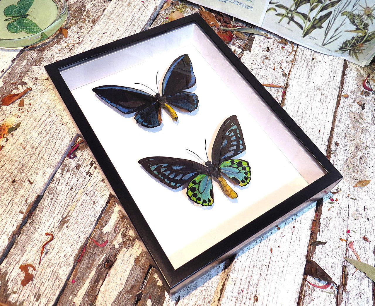 Ornithoptera priamus urvillianus