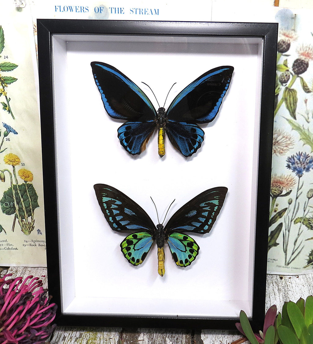 Ornithoptera priamus urvillianus