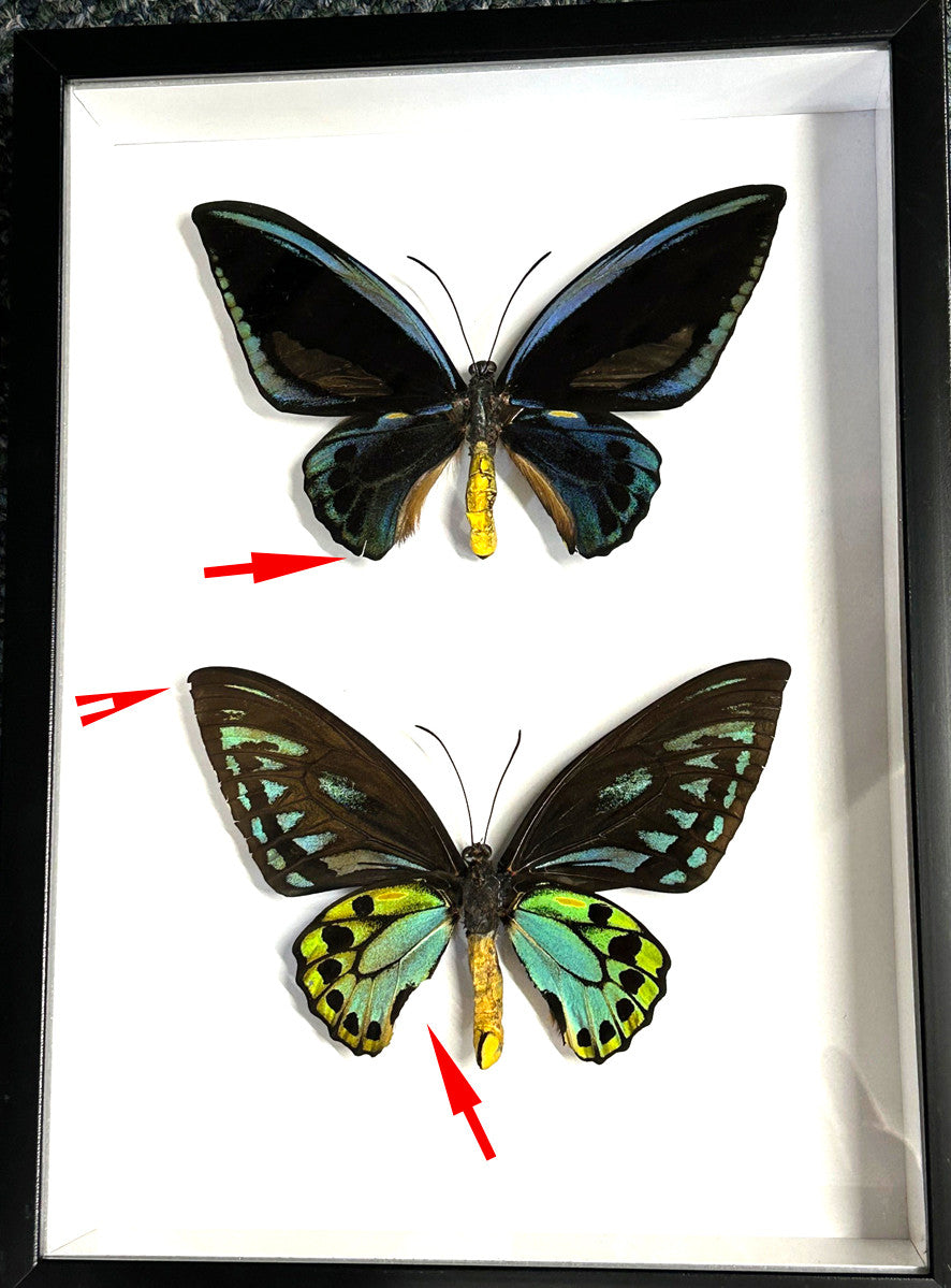 Ornithoptera priamus urvillianus  ventral / dorsal label back ( special )